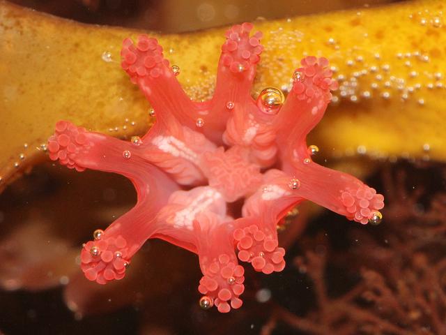 Craterolophus convolvulus Stalked jellyfish Staurozoa Images